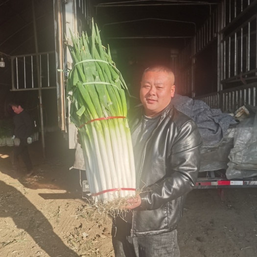平度市山东平度铁杆大葱