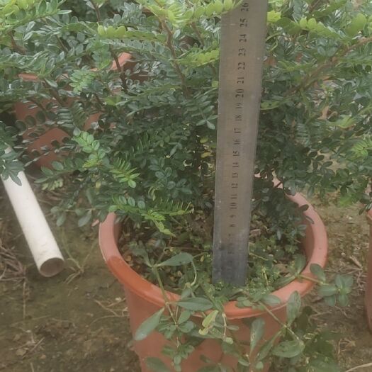 佛山清香木又名驱蚊草，气味刺激清香，据有提神醒脑驱蚊。