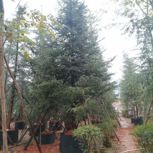 宜良县雪松