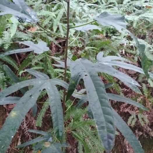 化州市 新鲜五指毛桃