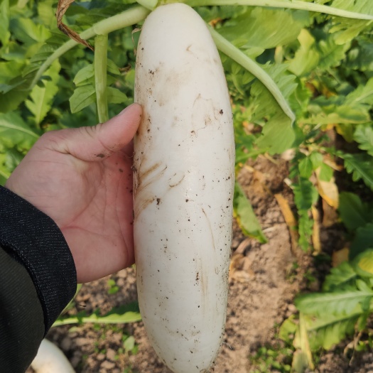 南通 萝卜白萝卜大棚萝卜精品货食堂货