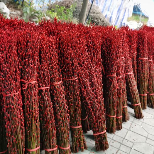 德阳2021银柳鲜花