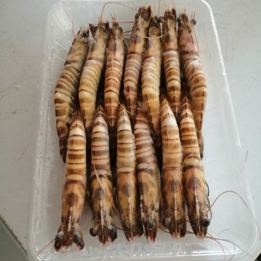 北海中国对虾 北海天然花虾