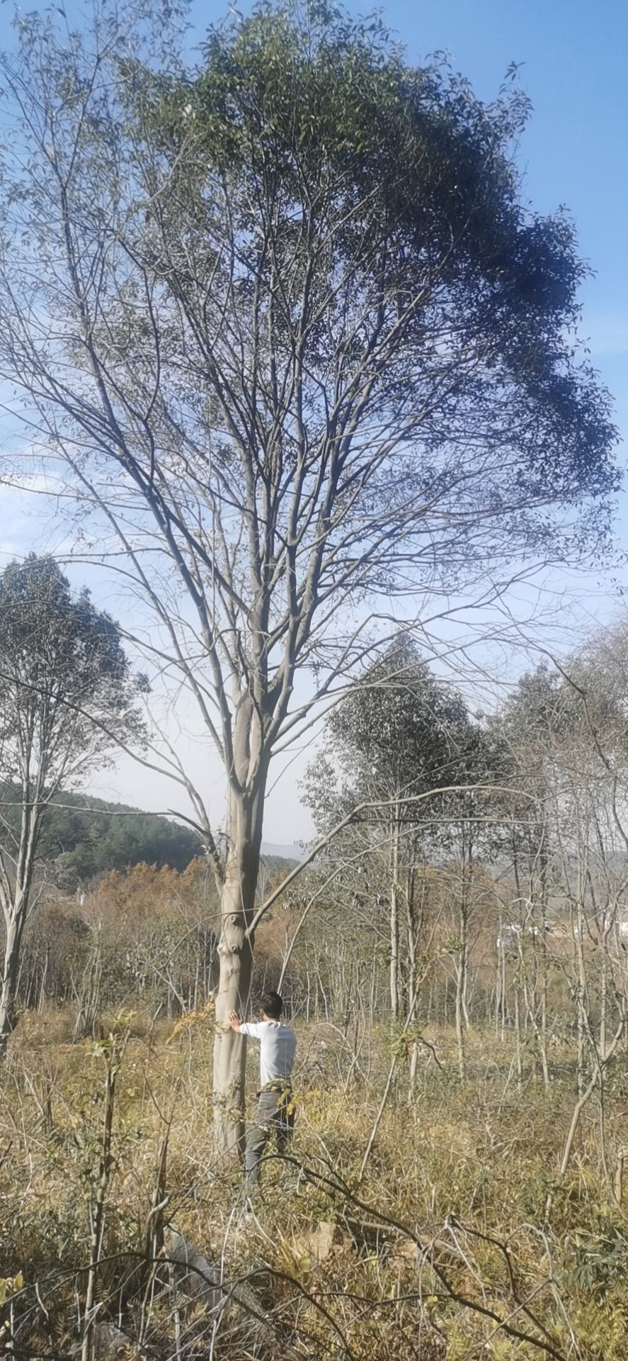  红果冬青15—60公分大量有货