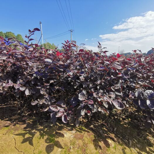 长沙产地批发 红花继木苗 红继木小苗 红花继木 量大