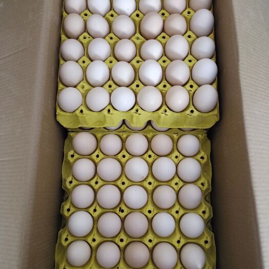 昆明粉壳蛋，土鸡蛋