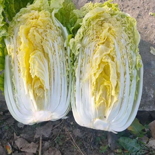 佛山 热销精品黄心大白菜