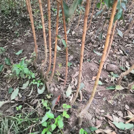 晴隆县蜂糖李树苗 蜂糖李苗，黄金佘李苗