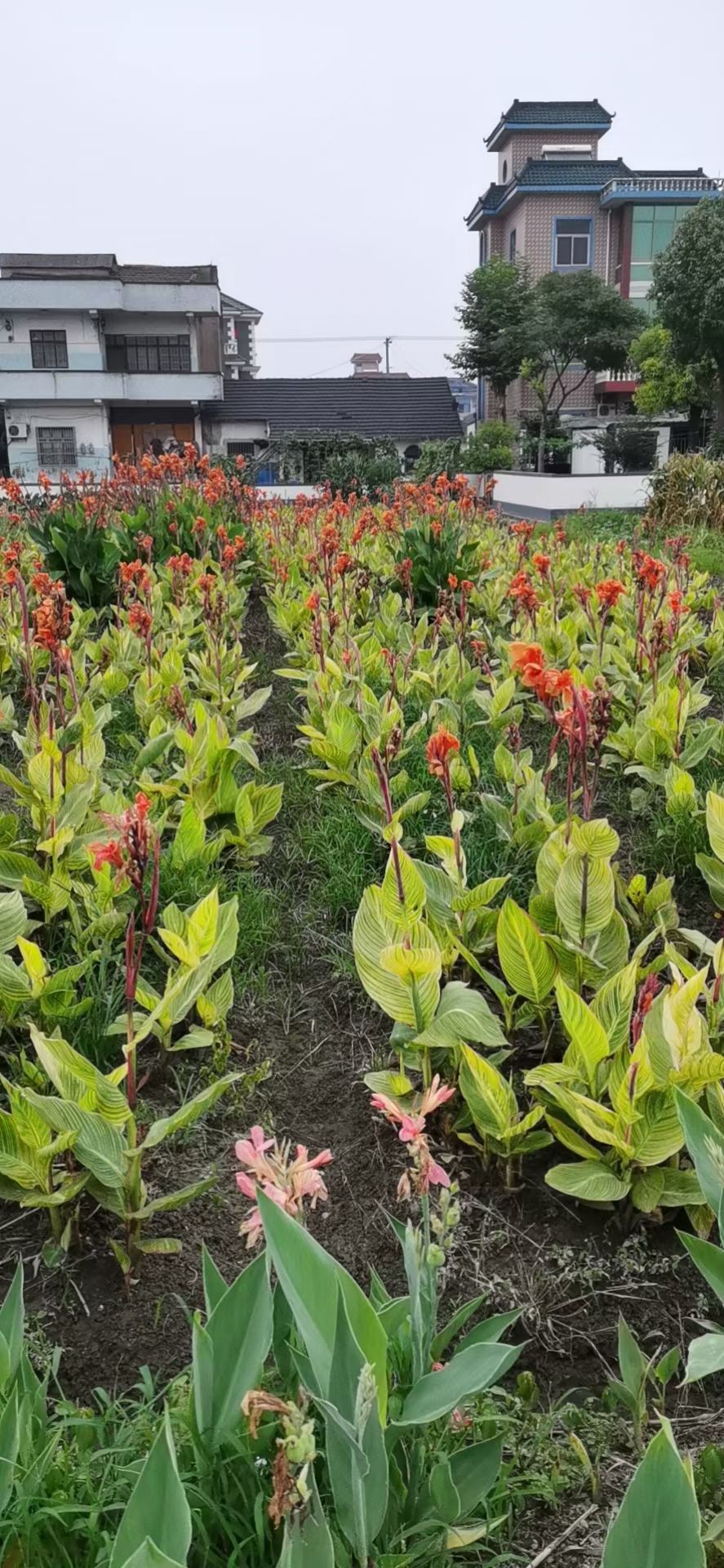 美人蕉红花美人蕉