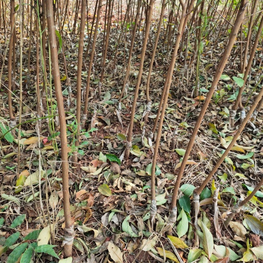 简阳市半边红李子苗（茵红李）基地现挖，品种保证