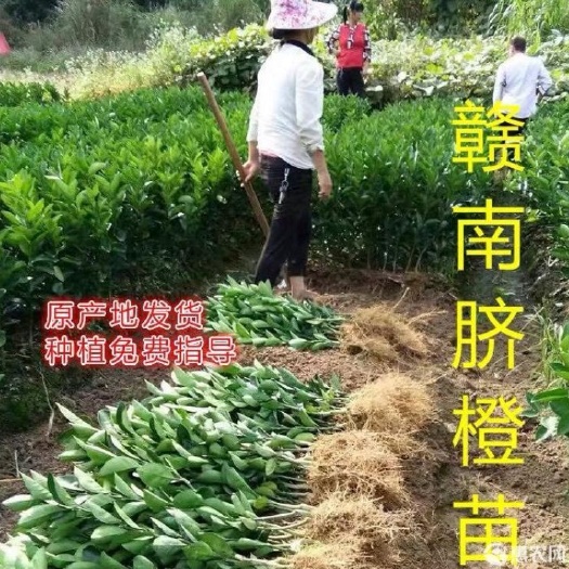 安远县正宗赣南纽荷尔脐橙赣南早苗血橙卡拉龙回红苗木无病毒无溃疡无病