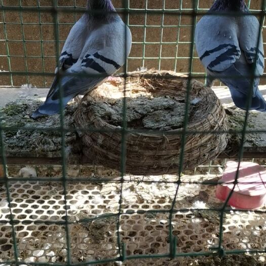 商丘 信鸽