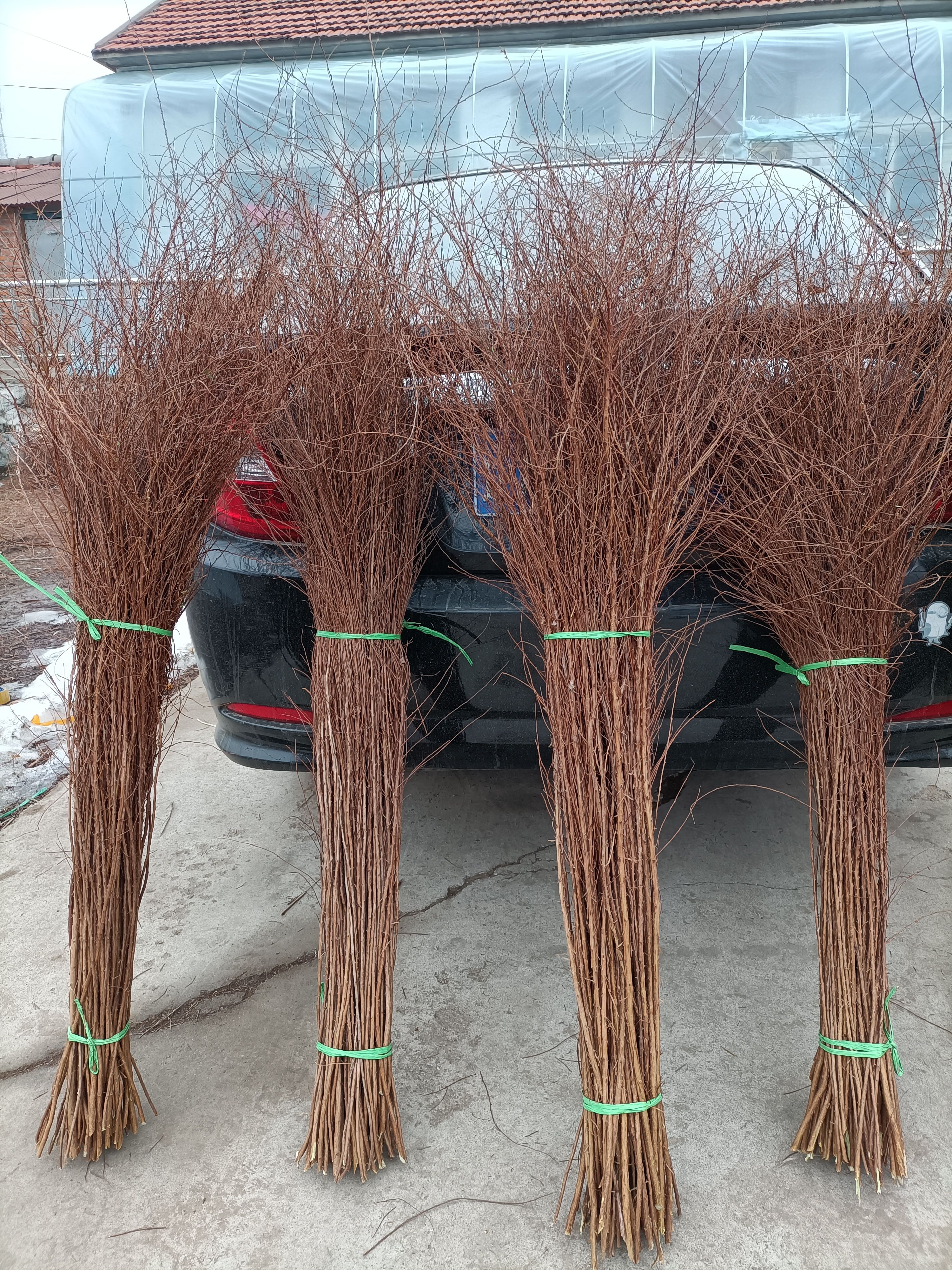 珍珠绣线菊，干枝雪柳，产地直销，大量批发