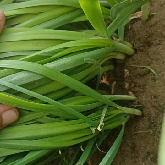 酒泉大叶韭菜 韭菜，头刀量大