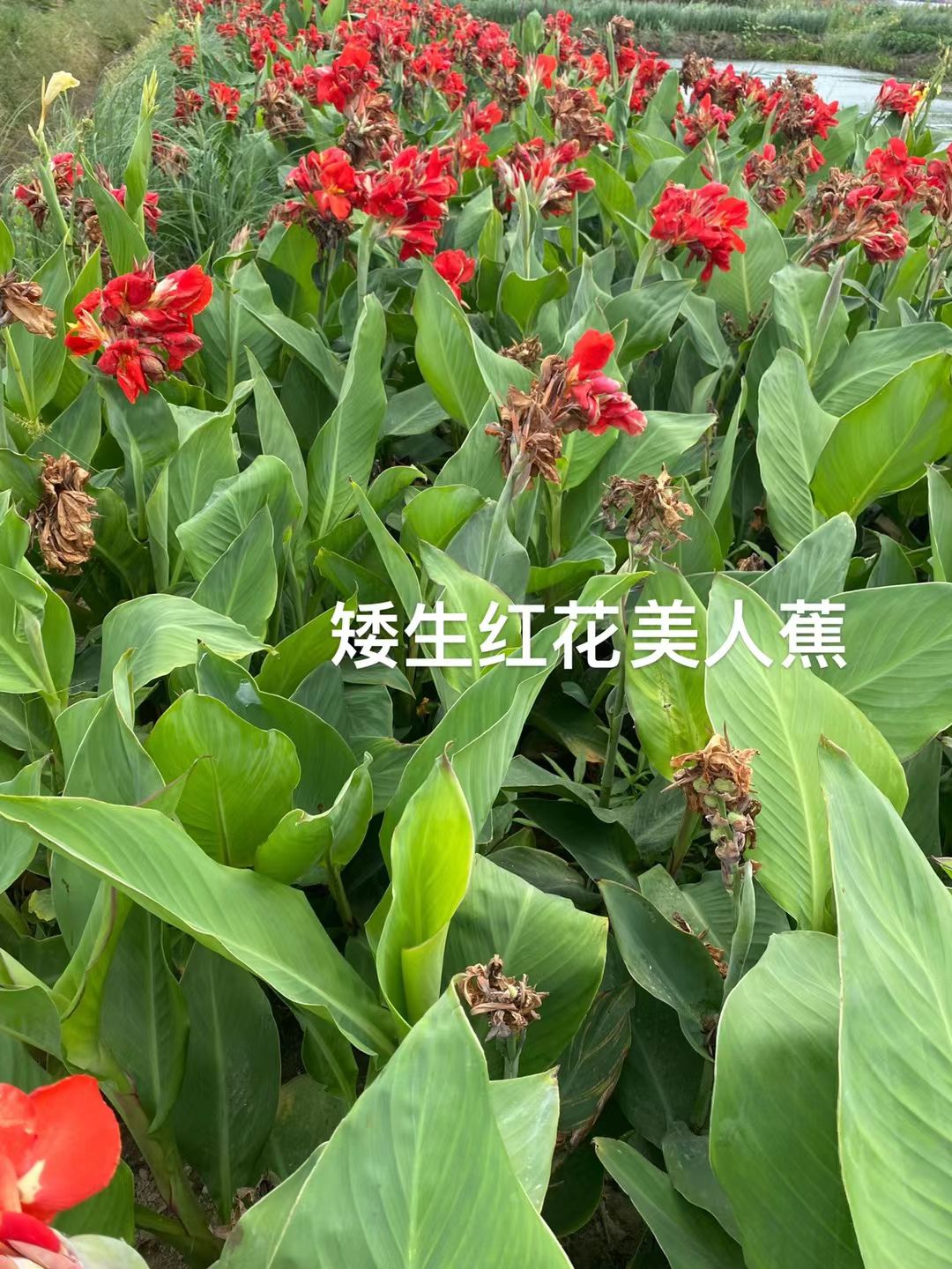 美人蕉红花美人蕉