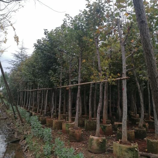 宜良县枫香树