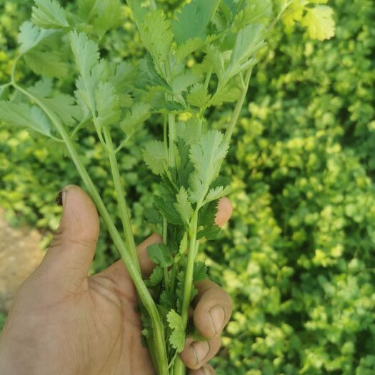 永清县 自家冷棚种植精品香菜