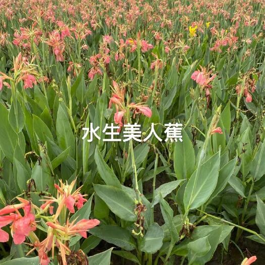 安新县美人蕉红花美人蕉