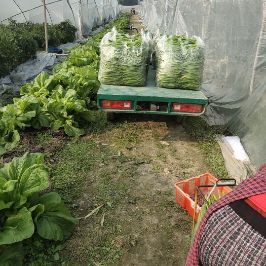 青神县二荆条 大棚种植鲜辣椒