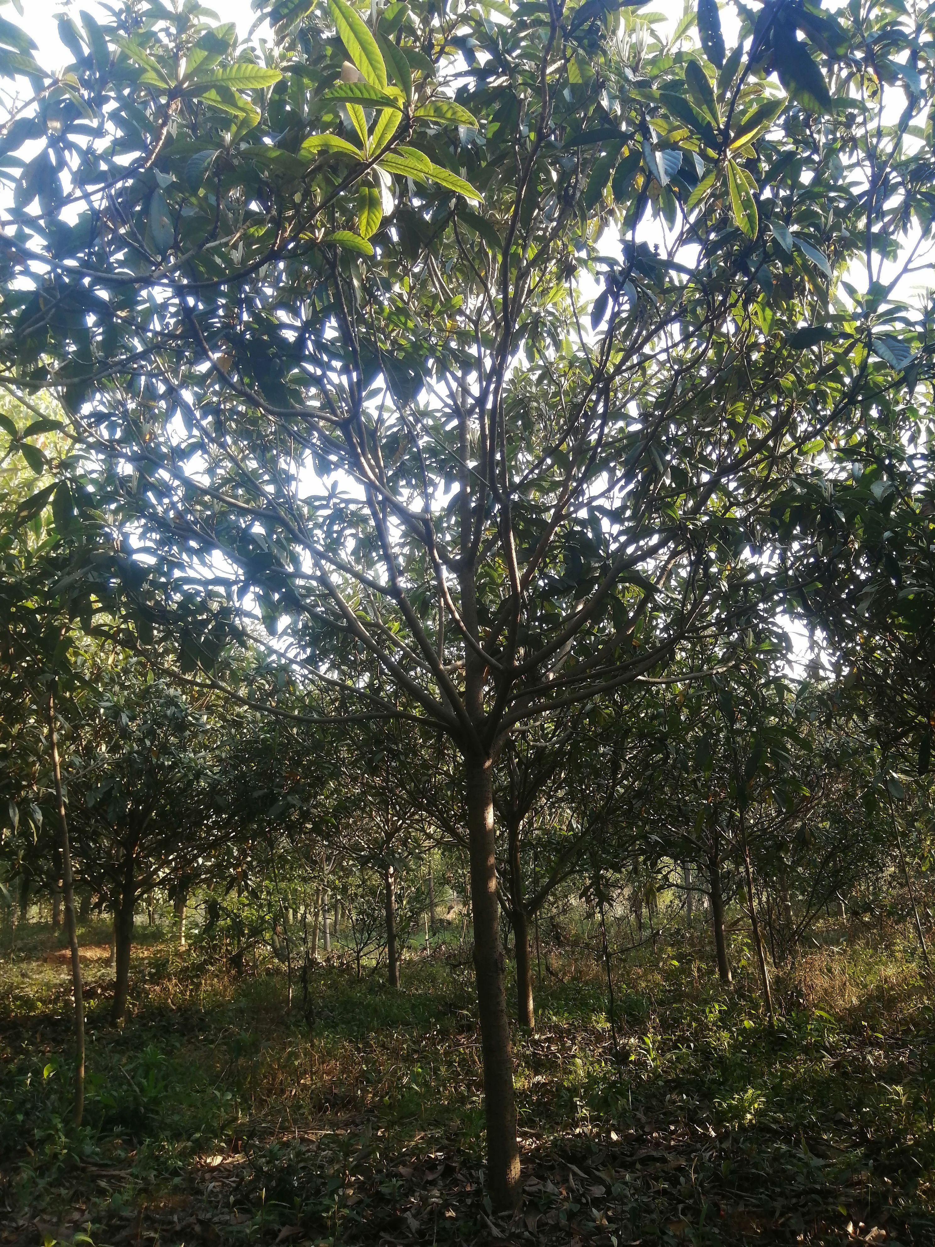 大五星枇杷苗 精品枇杷树