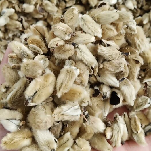 南召县辛夷花 毛桃  小花选货  产地直销 药食同源