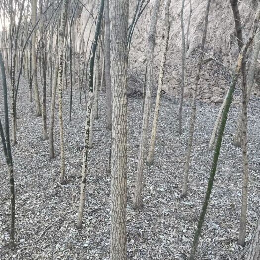 正宁县正宗国槐 园林绿化  道路绿化  景观设计