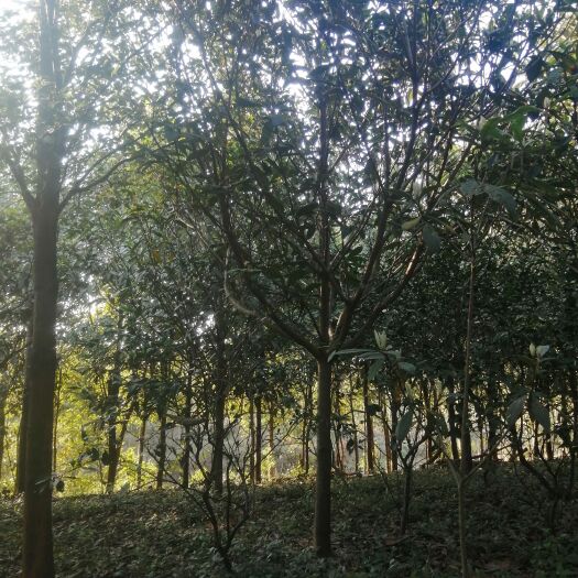 荆州大五星枇杷苗 精品枇杷树