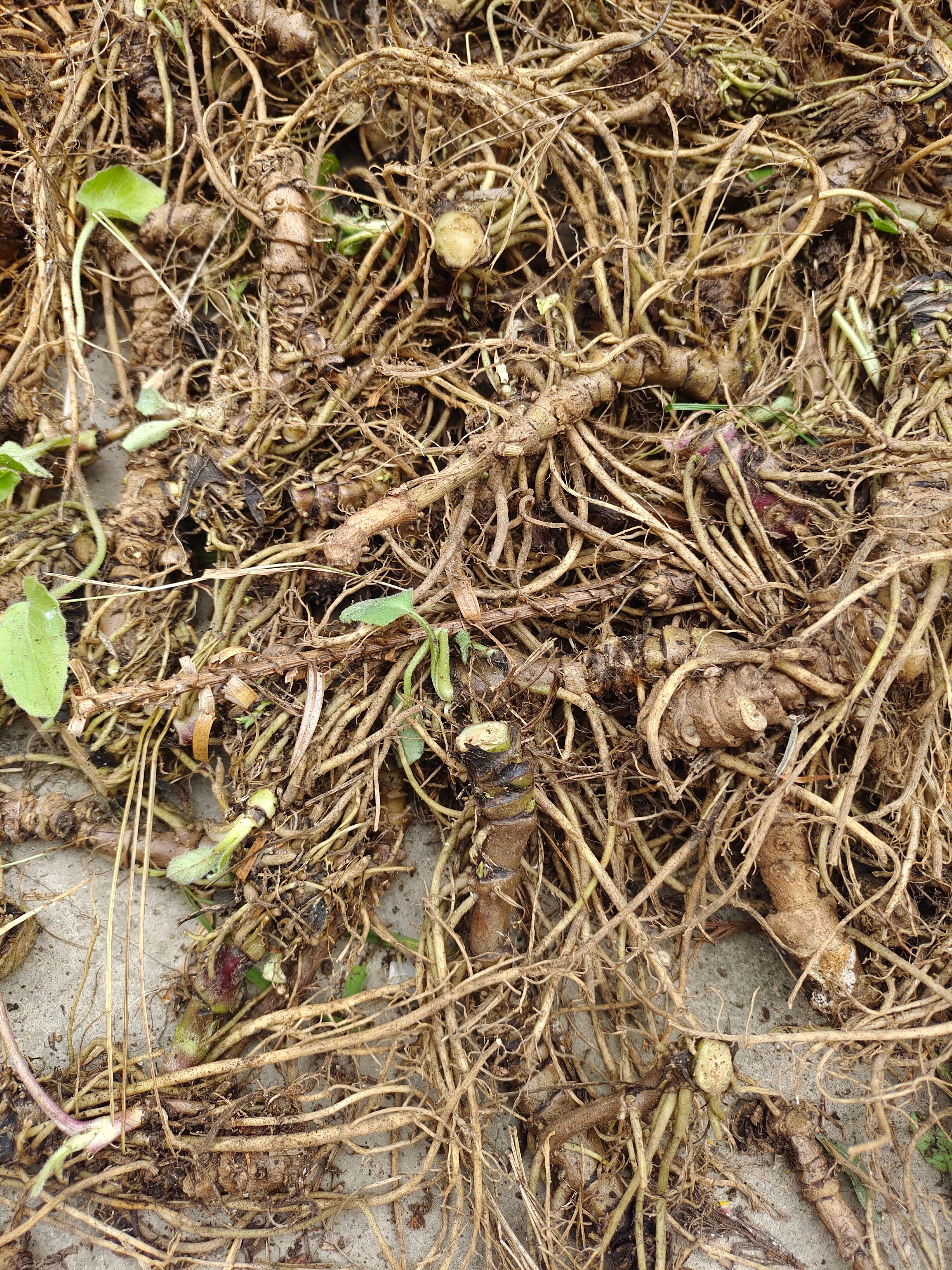 七星剑 贵州山上的草药