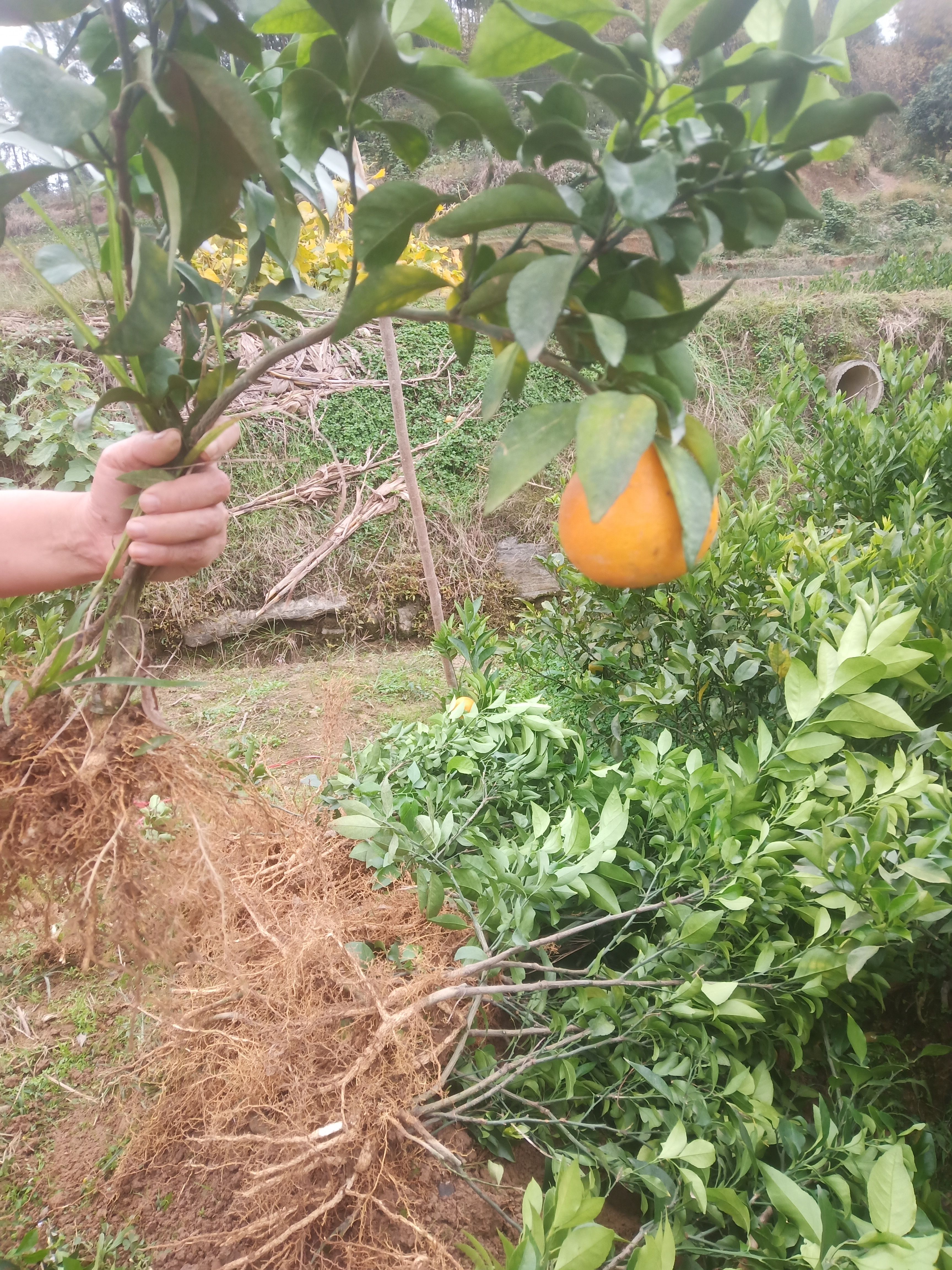 湖南常德桃源红美人柑桔苗 新鲜优质 果苗健壮易成活