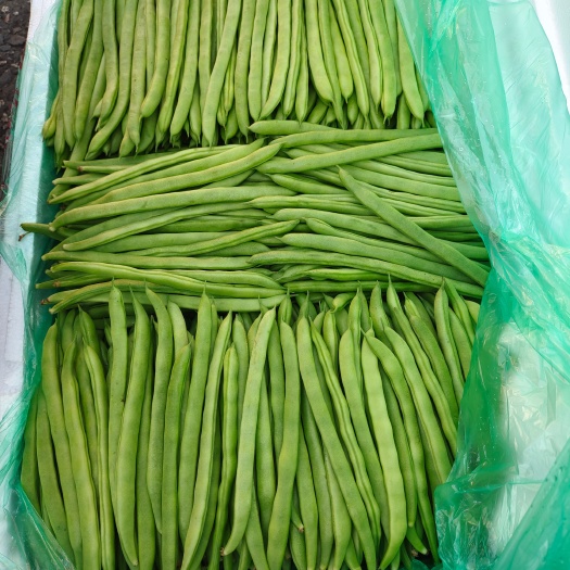  四季豆扁豆