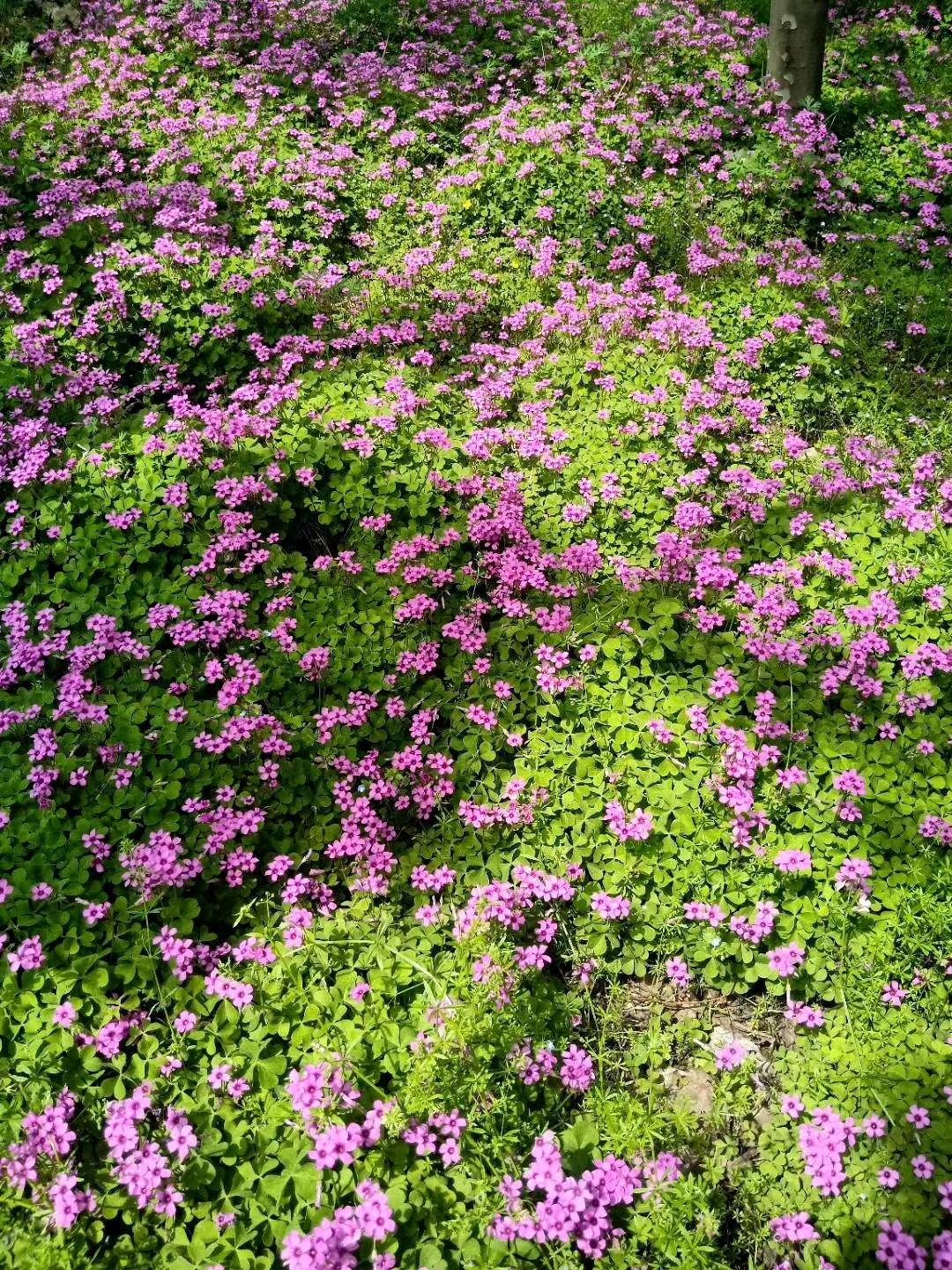 紫云英  红花草