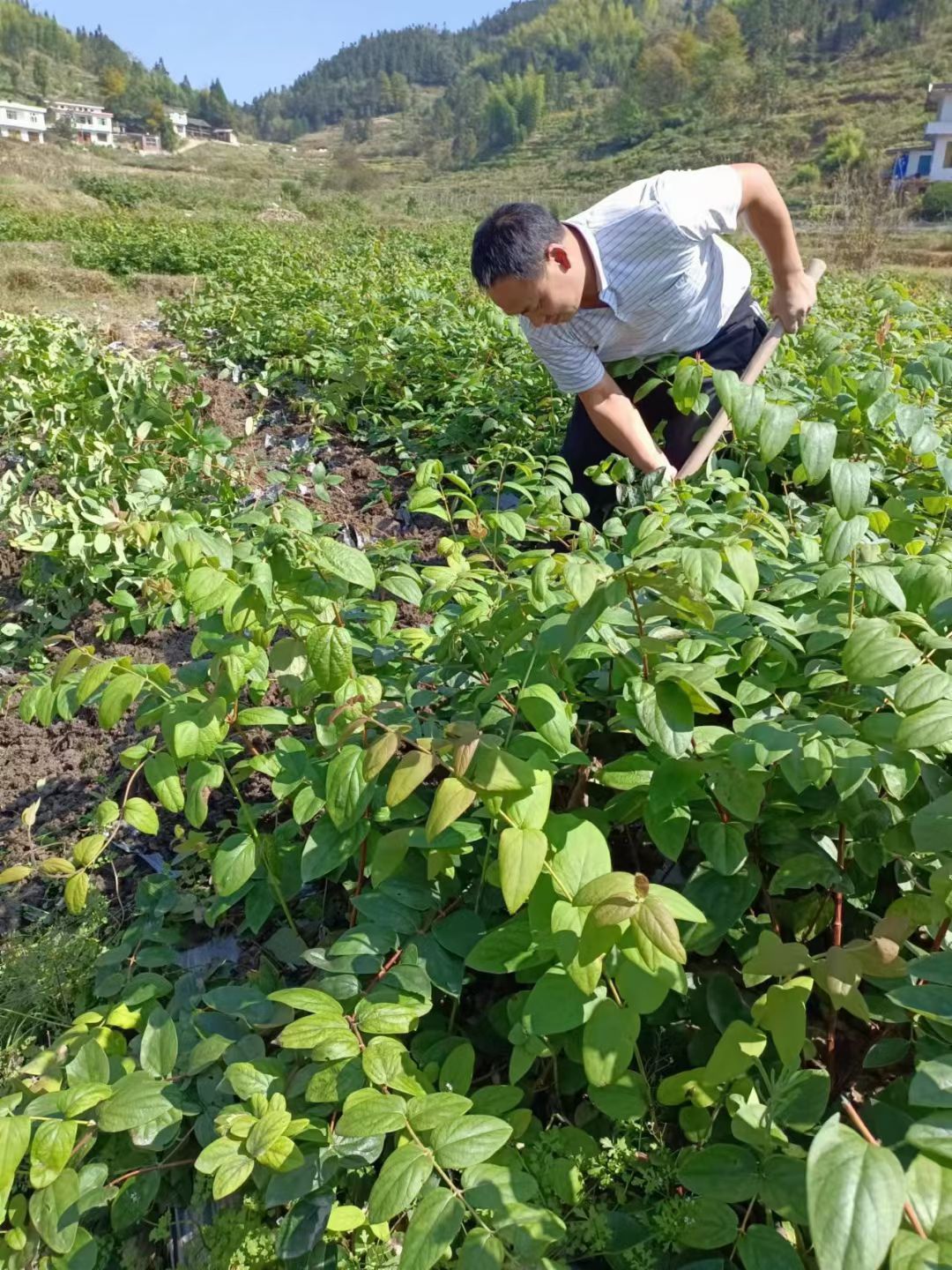 湘蕾一号金银花苗   湘蕾金银花苗  高产金银花花王嫁接苗
