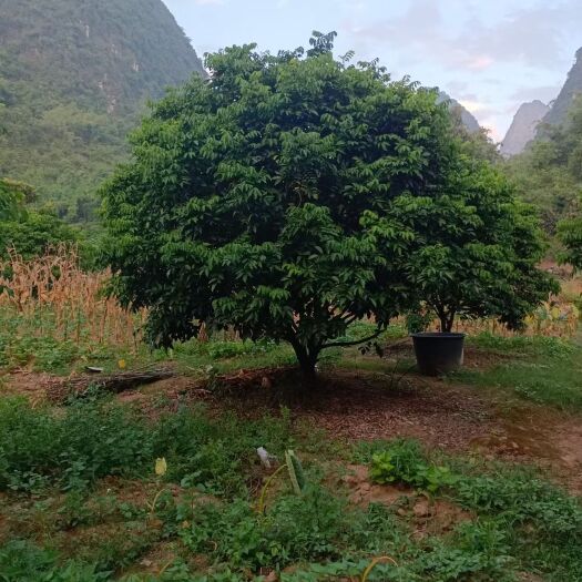 荔浦市黑黄皮果苗 黄皮果树