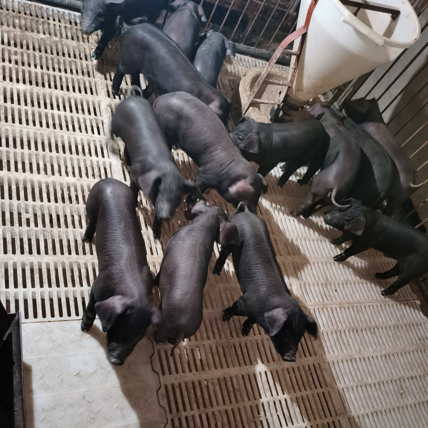临朐县黑猪苗  黑猪 仔猪沂蒙黑，里岔黑，烟台黑，产地直销！