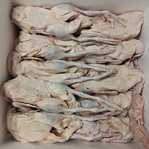 白条鸭新鲜现杀白条鸭 可以带脚翅，规格齐全