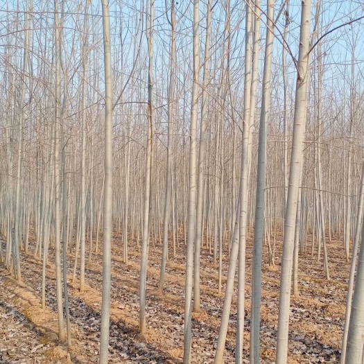 临清市 毛白杨