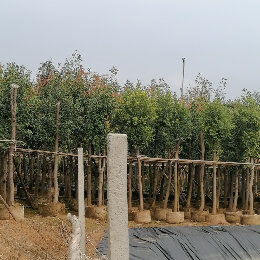 宜良县滇润楠   6一12分云南昆明苗地直销
