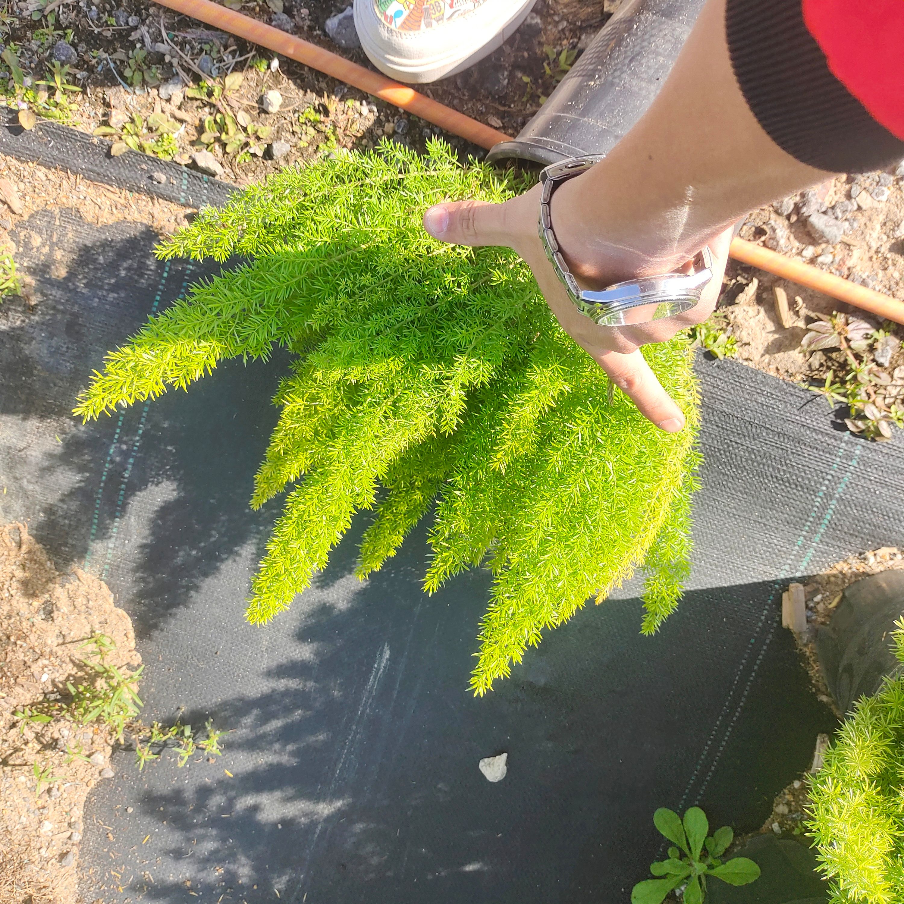  狐尾天门冬