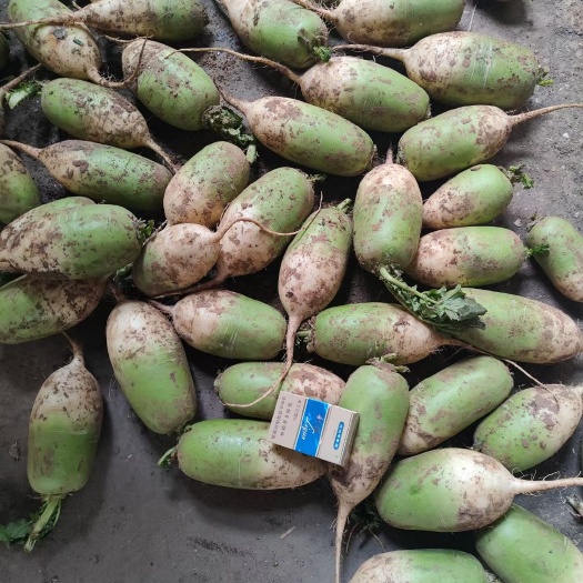 開(kāi)封精品青蘿卜走養(yǎng)殖廠，加工廠，醬菜廠，電商超市，市場(chǎng)，