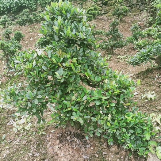 宜昌中华蚊母树 蚊母盆景