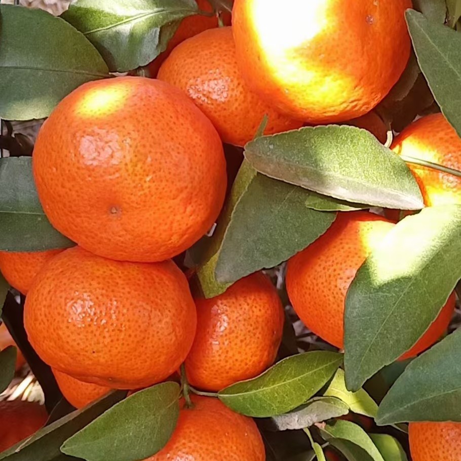 沙糖桔 好好做事，努力挣钱，学会负该有责任，也学会摒弃不必要的负担。