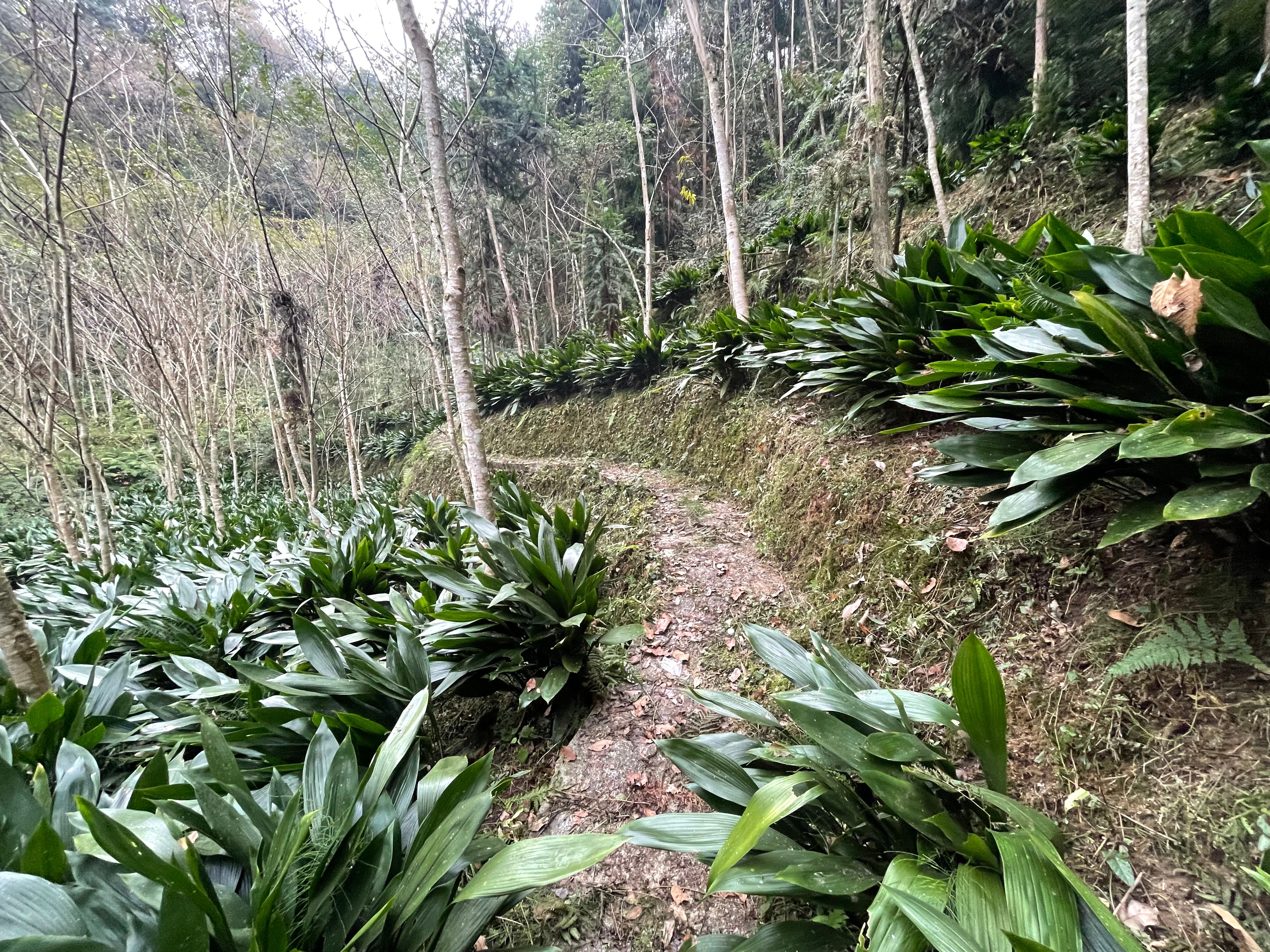 四川省宝兴县粽叶