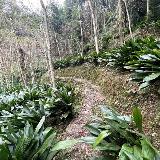 宝兴县四川省宝兴县粽叶