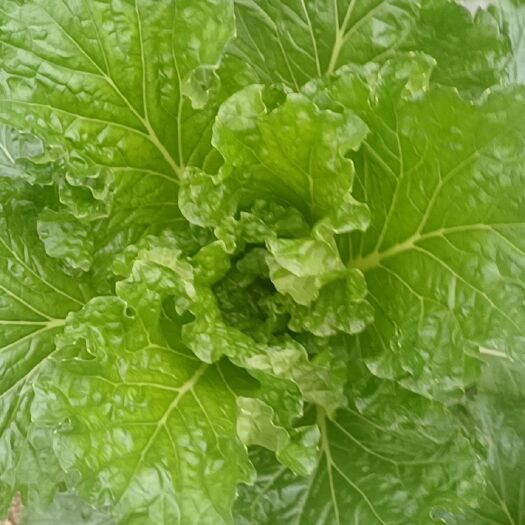 麻叶菜 青口白小白菜本地蔬菜