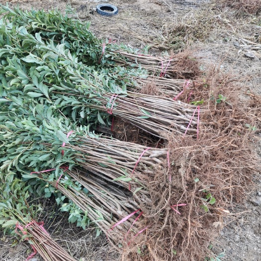 镇宁县蜂糖李树苗 一年蜂糖李苗