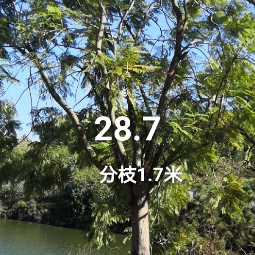 武宣县 蓝花楹