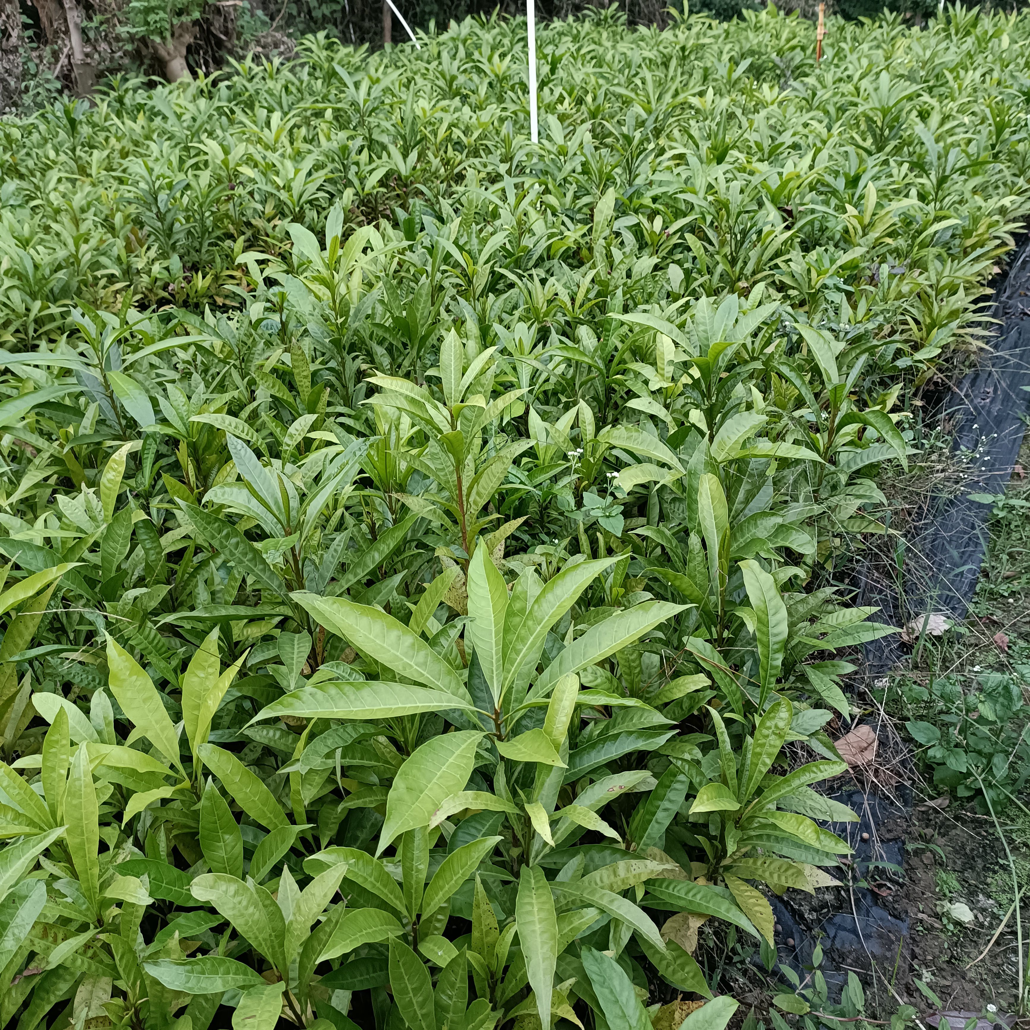 蛋黄果苗  蛋黄果鸡蛋果庭院盆栽地栽水果苗