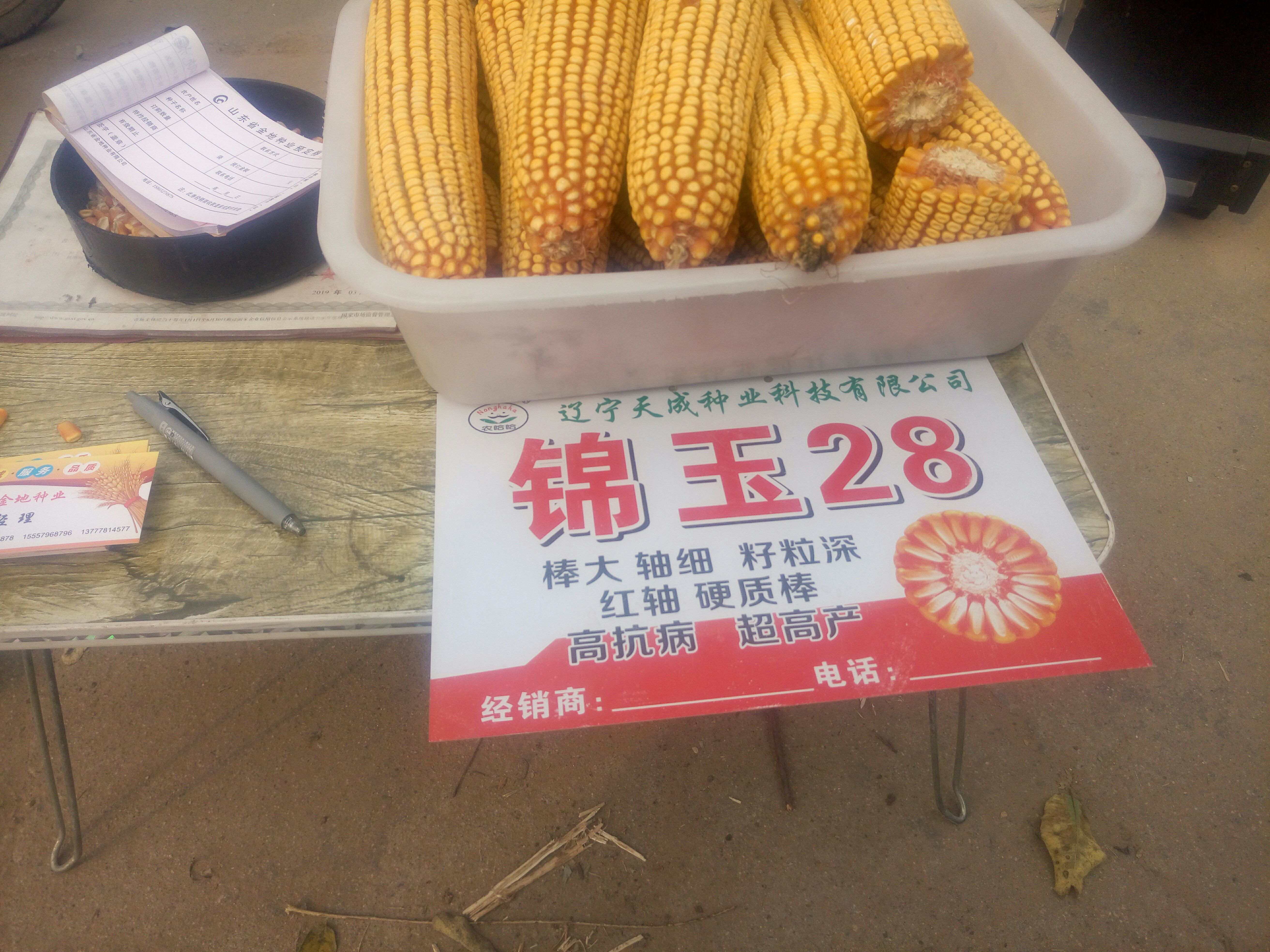 冠县乐农87玉米种子 双交种 中熟 华北 白色 预包装 