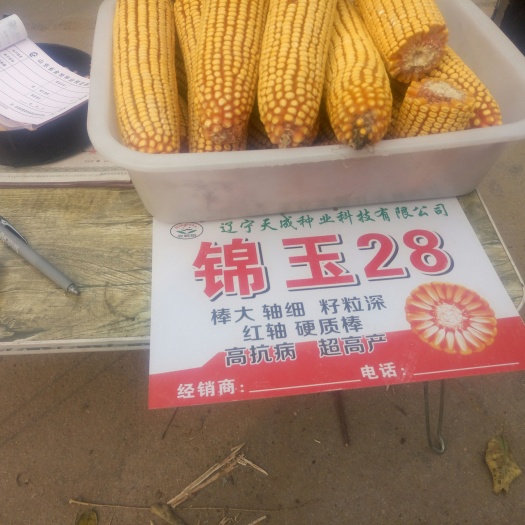 冠县乐农87玉米种子 双交种 中熟 华北 白色 预包装 