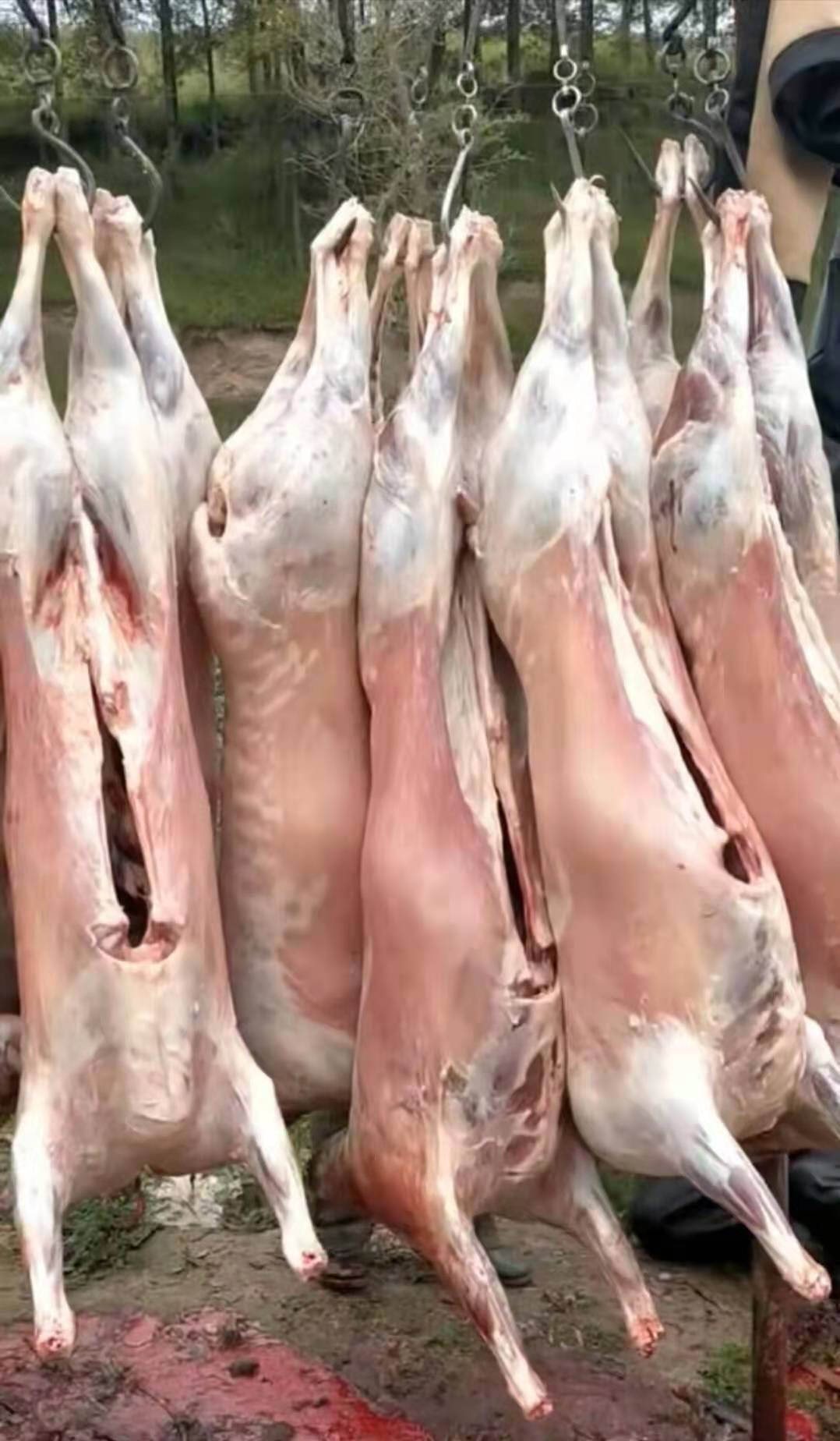 农家圈养   普通白条羊肉